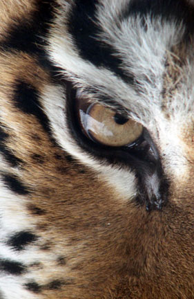 black and white tiger face. White+siberian+tiger+face Into the amur tiger or amur tiger crazy trying